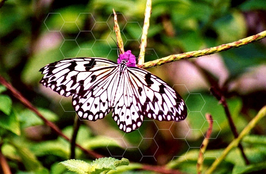 Butterfly 0051