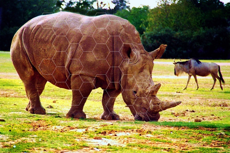 Rhinoceros 0002