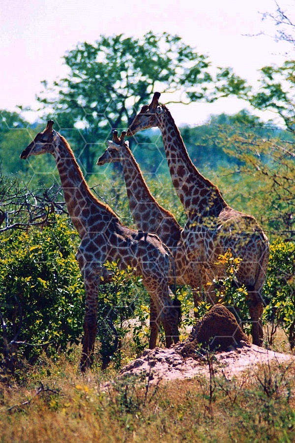 Giraffe 0031