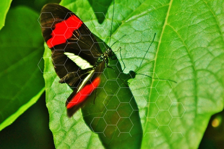 Butterfly 0038