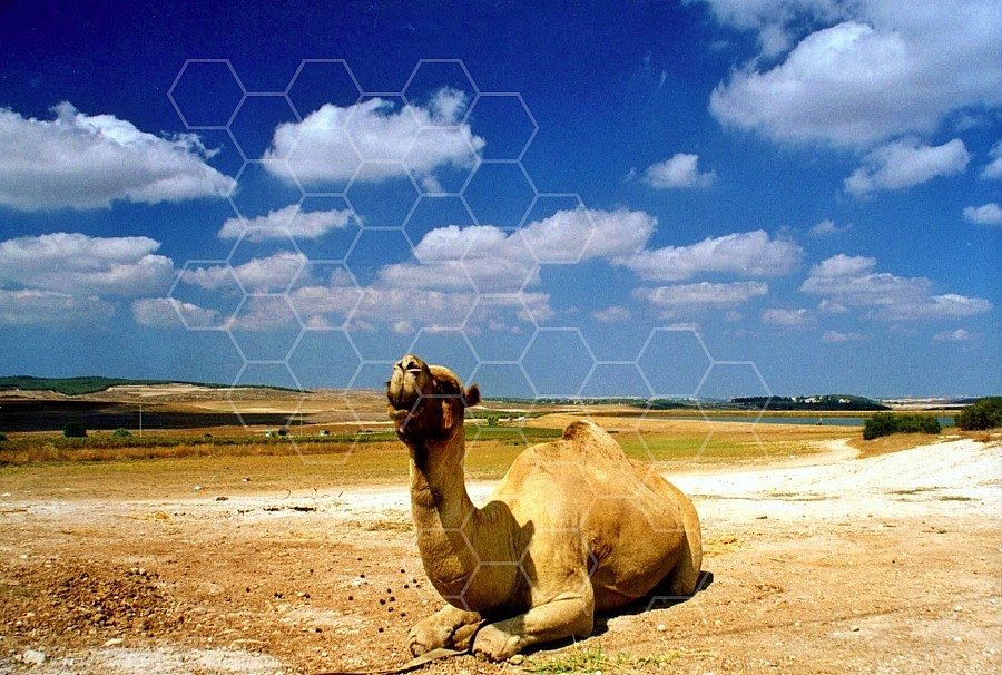 Camel 0006
