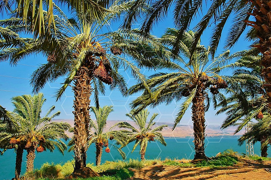 Kinneret Sea of Galilee 011