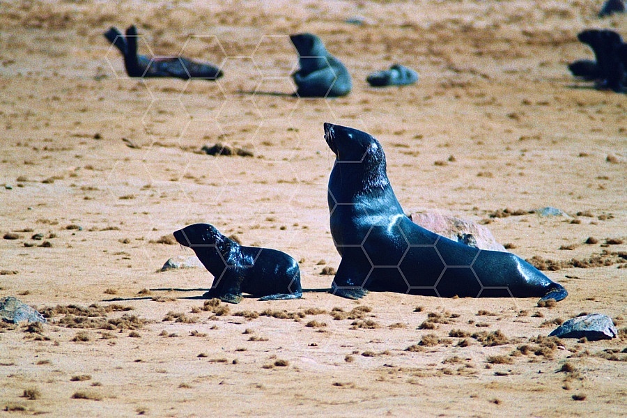 Seal Fish 0016