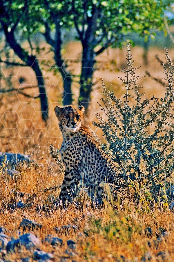 Cheetah 0023