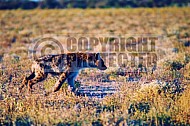 Spotted Hyena 0003