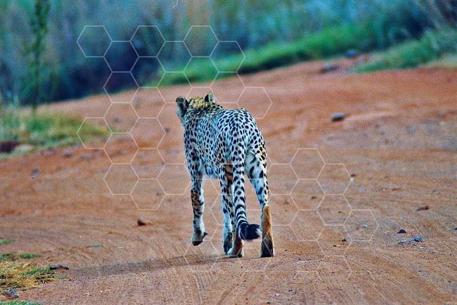 Cheetah 0009