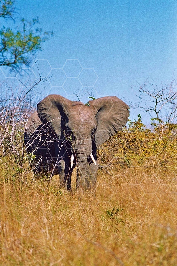 Elephant 0086
