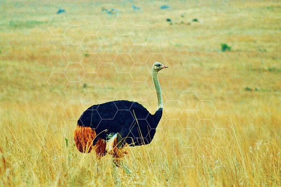Ostrich 0009