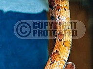 Viper Snake 0012