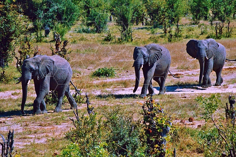 Elephant 0018