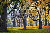 Foliage New York City Central Park 013