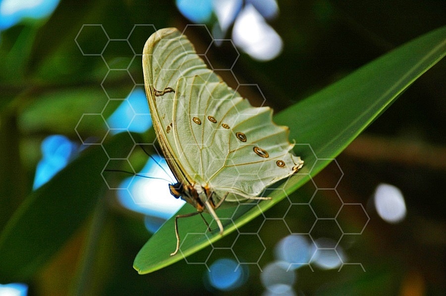 Butterfly 0040