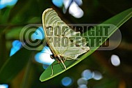 Butterfly 0040