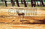Gazelle 0001