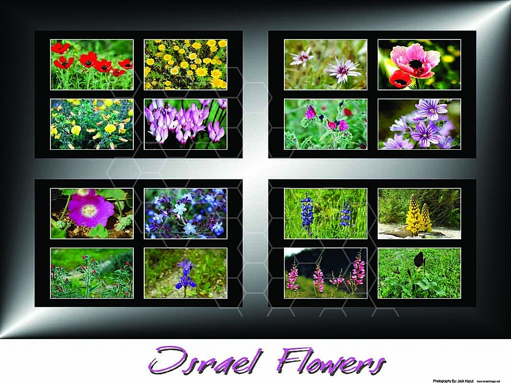 Israel Flowers 002