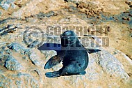 Seal Fish 0001