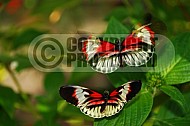Butterfly 0005