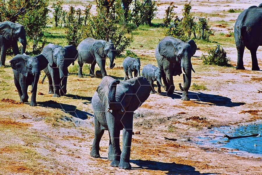 Elephant 0038