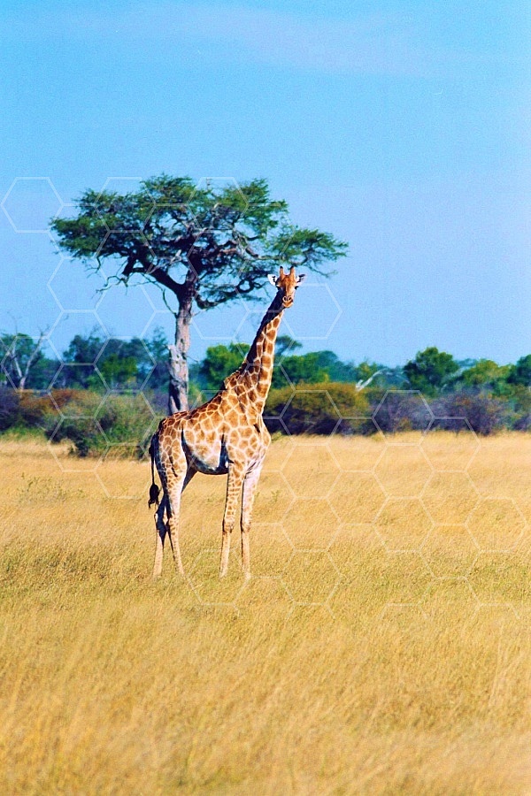 Giraffe 0024