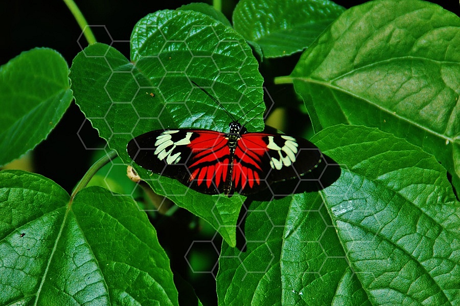 Butterfly 0018