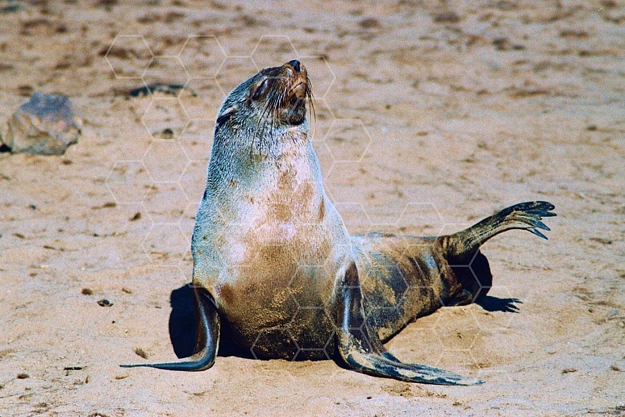 Seal Fish 0009