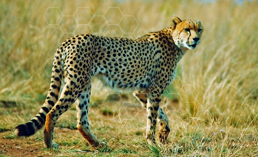 Cheetah 0002