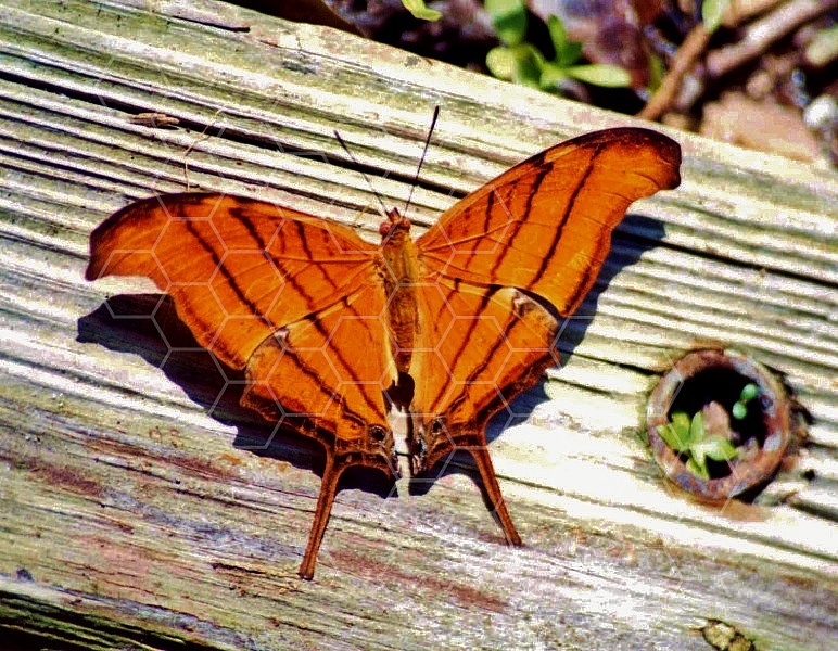 Butterfly 0050