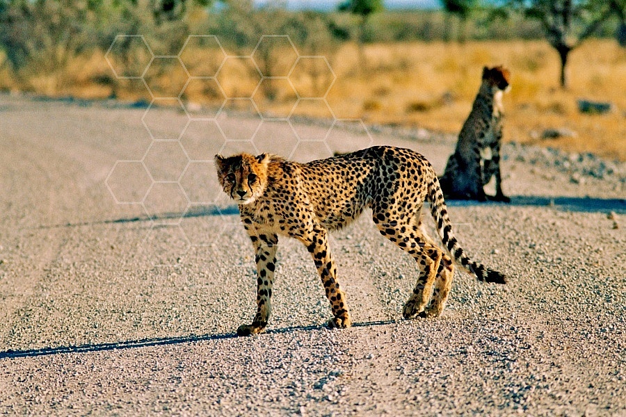 Cheetah 0021