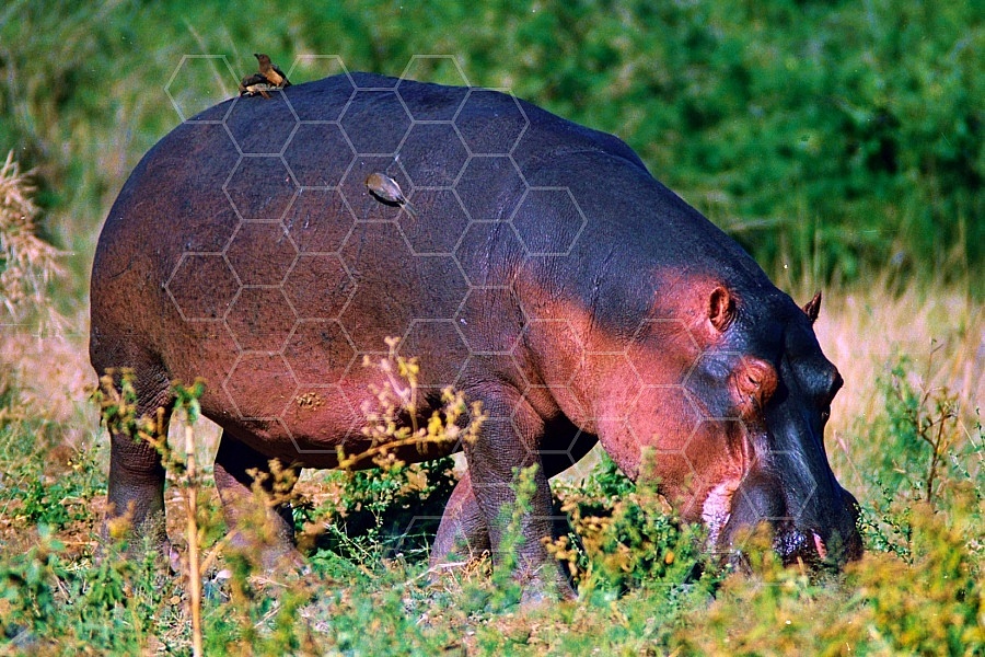 Hippopotamus 0003