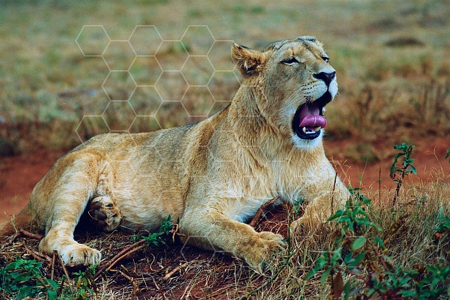 Lion 0036