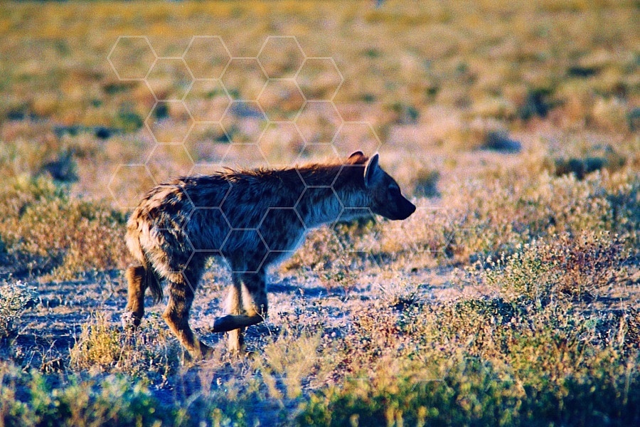 Spotted Hyena 0006