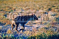 Spotted Hyena 0006