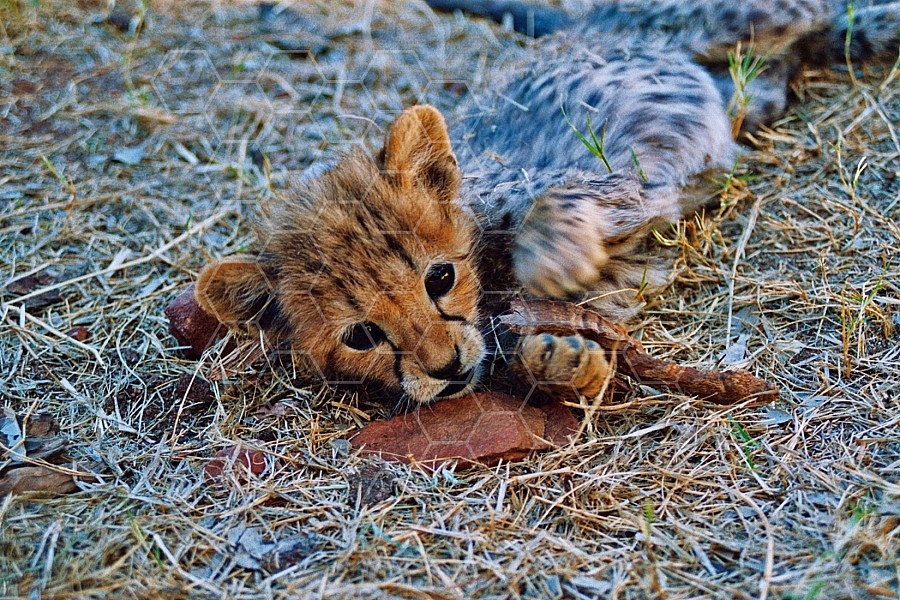 Cheetah 0011