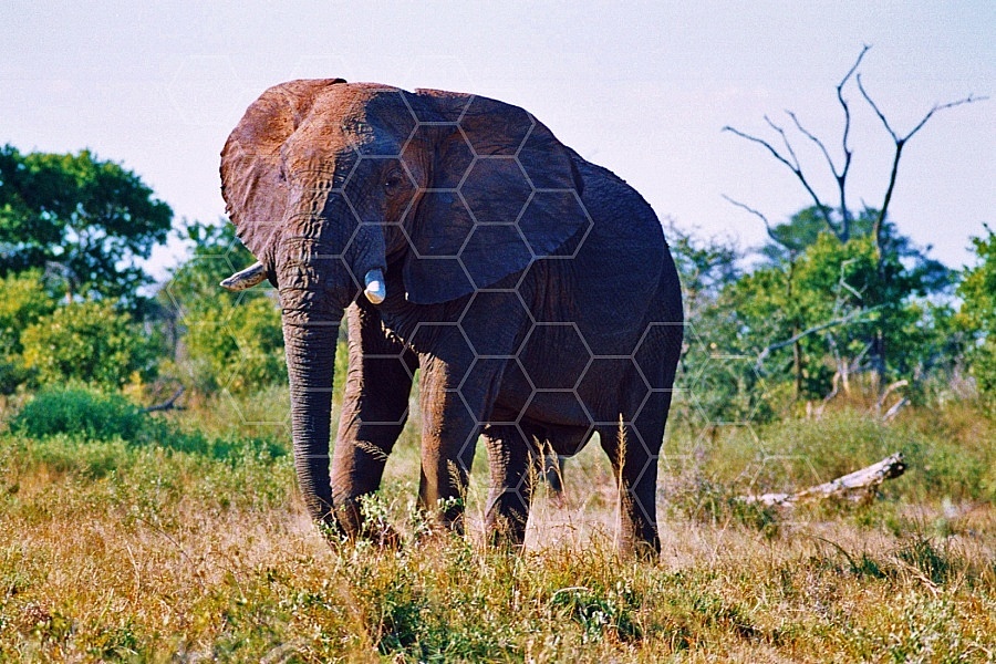 Elephant 0046