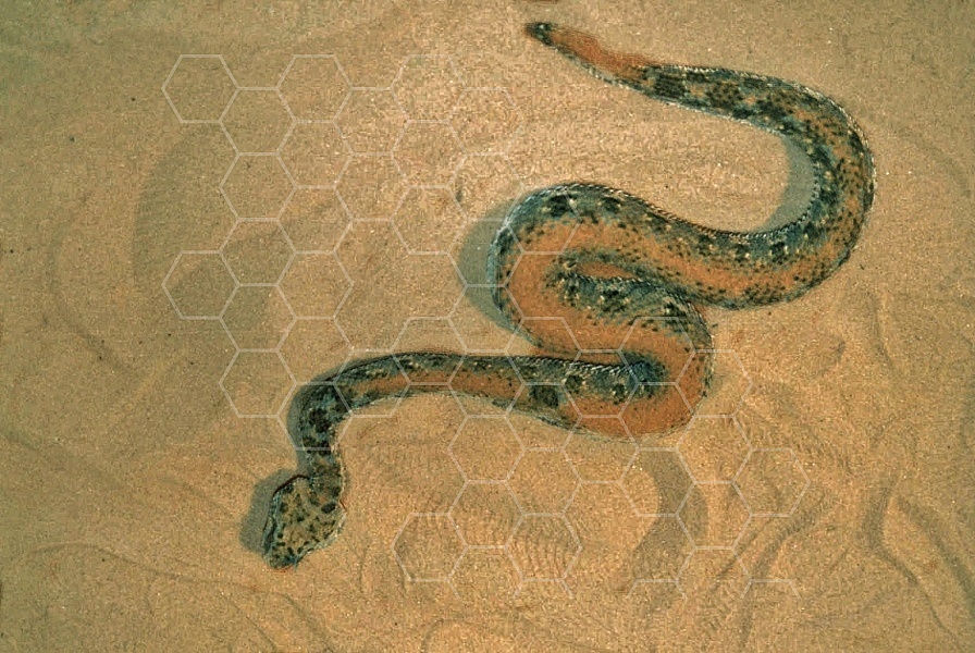 Viper Snake 0004