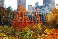 Foliage New York City Central Park 017