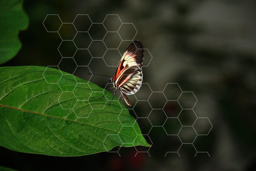 Butterfly 0013