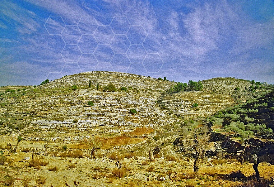 Judaean Hills 0010