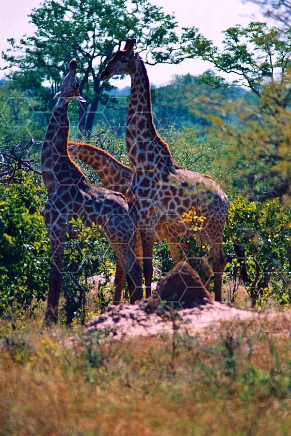 Giraffe 0030