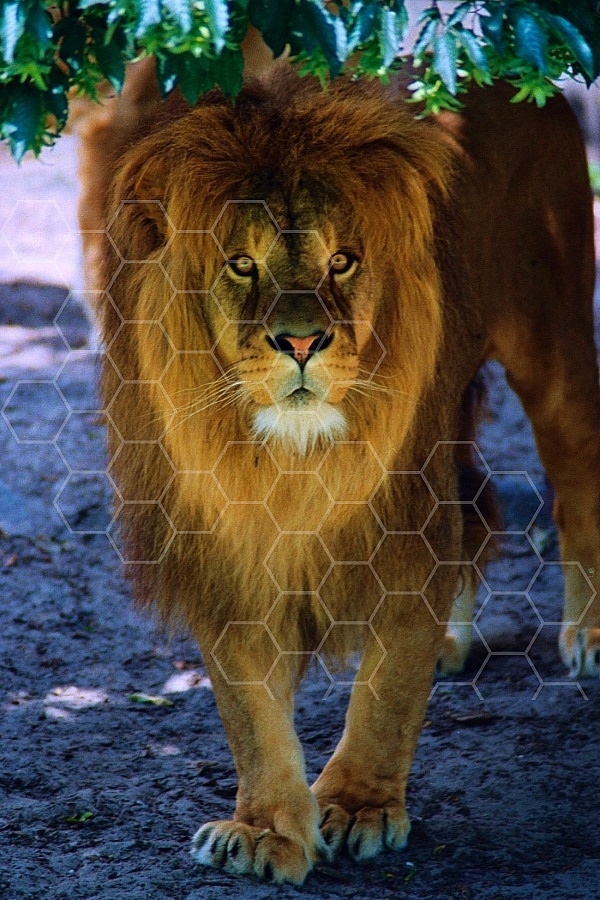 Lion 0058