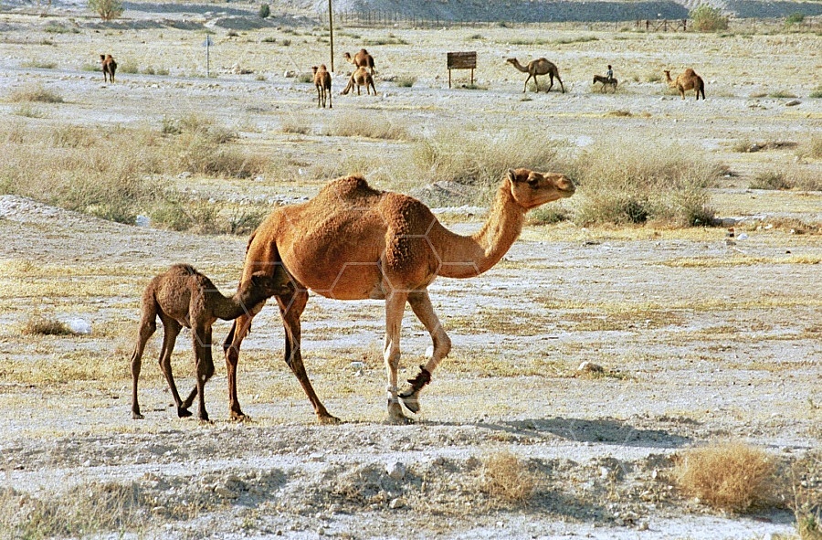 Camel 0017