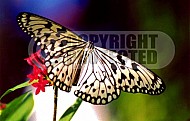 Butterfly 0055