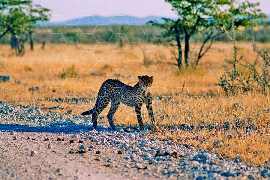 Cheetah 0018