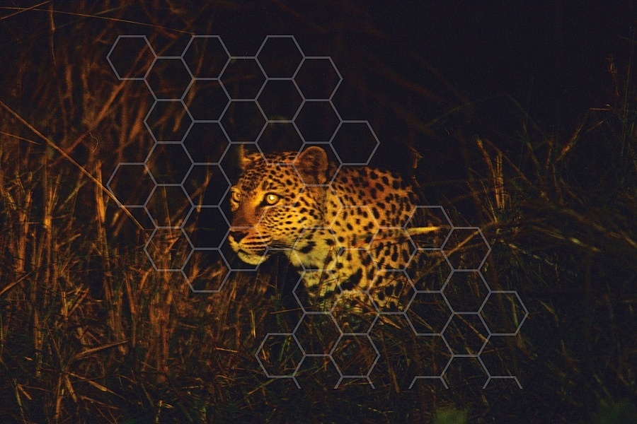Leopard 0004