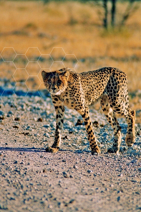 Cheetah 0024