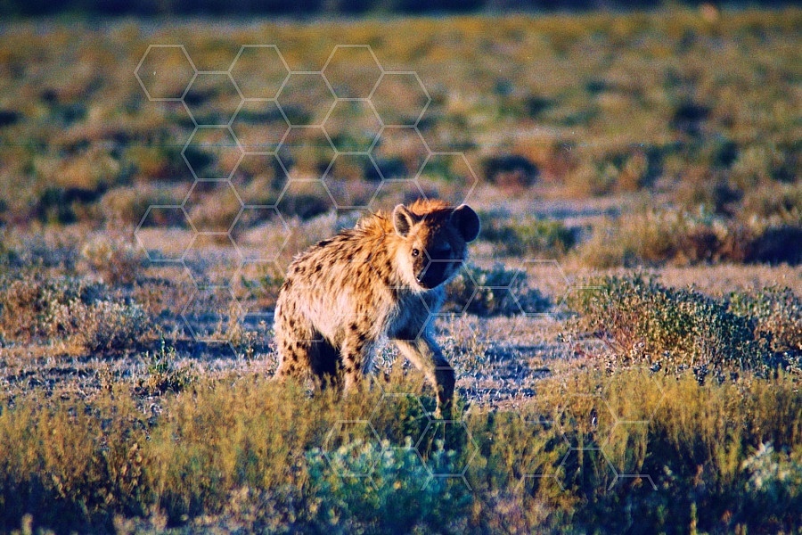 Spotted Hyena 0008