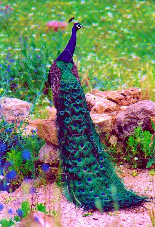 Peacock 0006