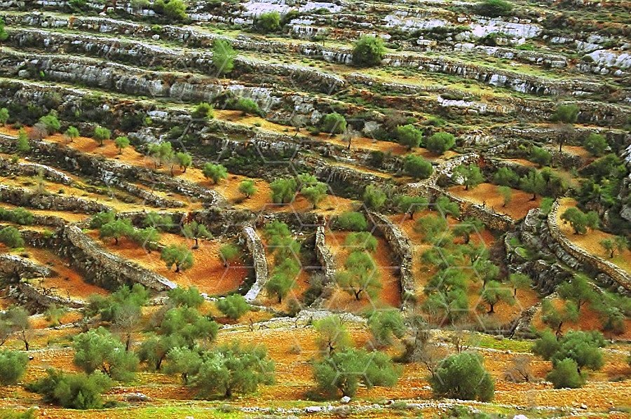Judaean Hills 0009
