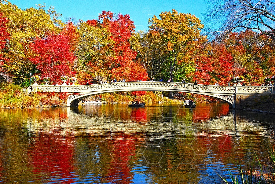 Foliage New York City Central Park 002