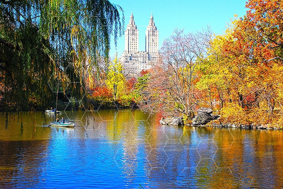 Foliage New York City Central Park 010